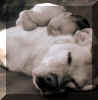 AdogsLove.jpg (16332 bytes)