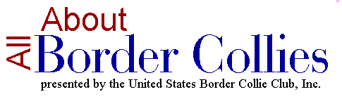 All About Border Collies