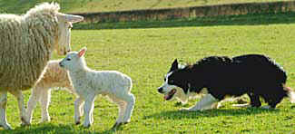 The Working Sheepdog UK