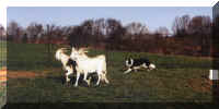 deb_P_goats.jpg (13964 bytes)