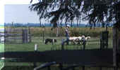 deb_toby_sheep1.jpg (20564 bytes)