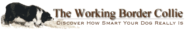 The Working Border Collie Magazine