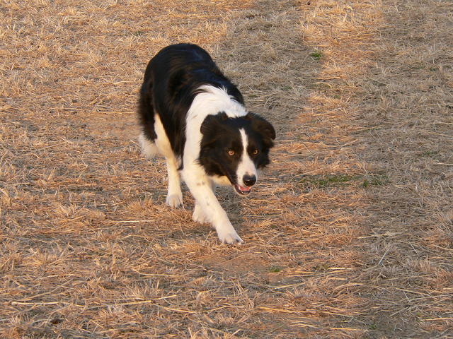 Jessie