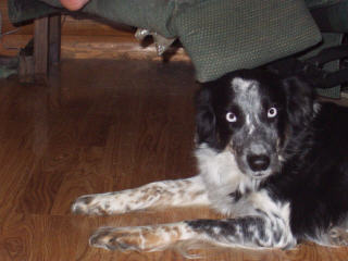 Tess