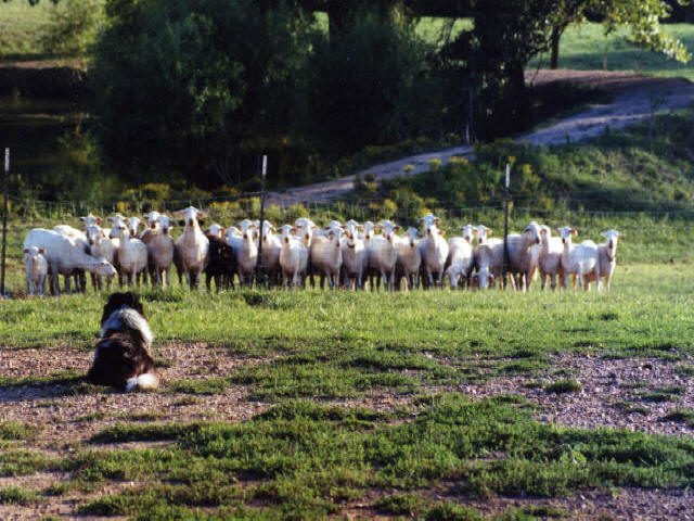 SHEEP FOR SALE